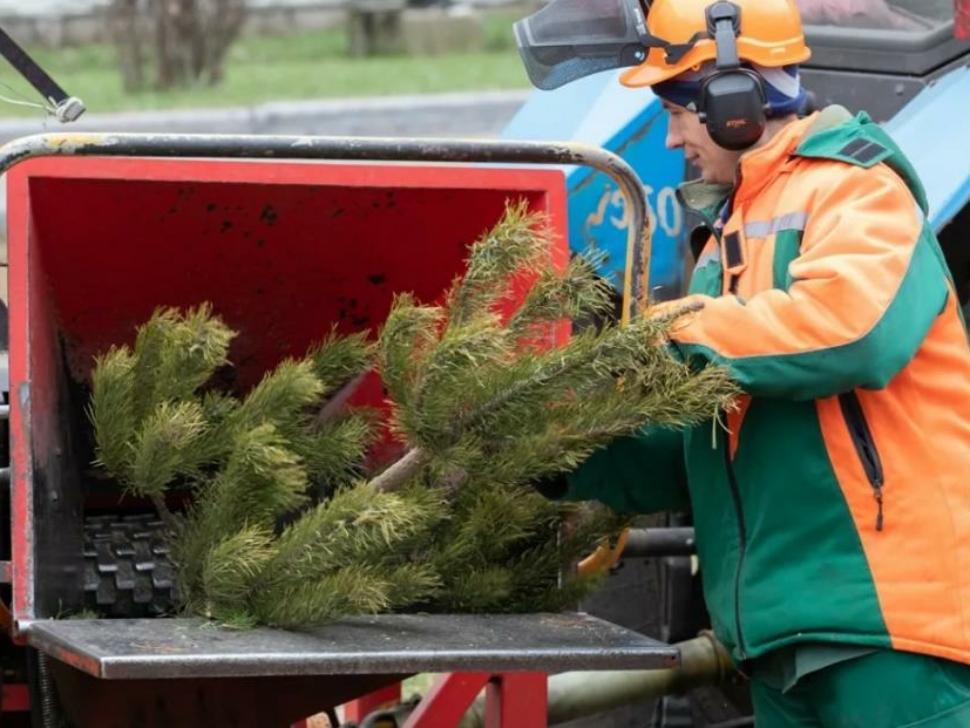 Новогодние елки создали праздничное настроение и пригодились как сырье 2022-02-18_11-33-02