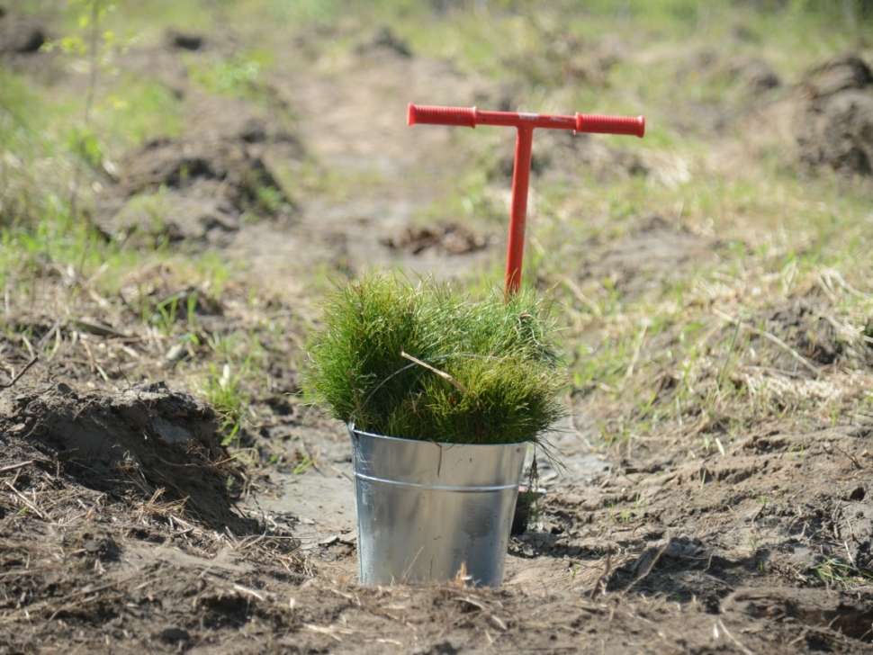 Патриотическая акция «Лес Победы» в этом году пройдет 30 апреля 1650346952_image-2022-04-19-084055