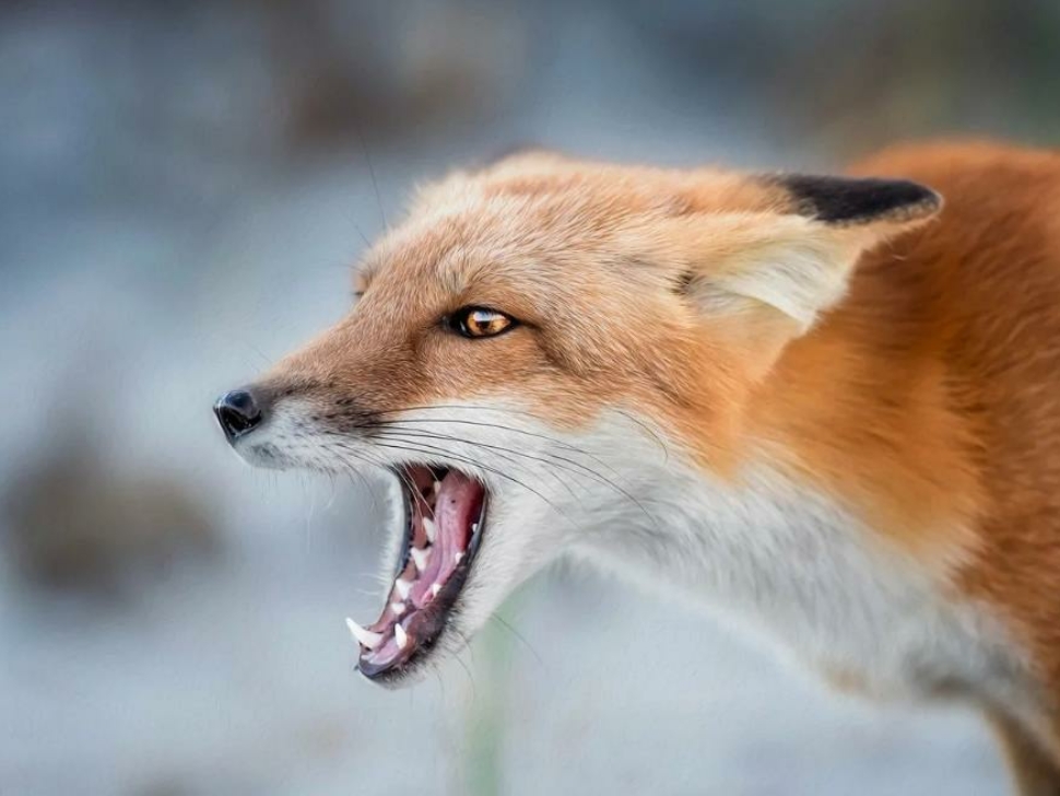 Жителей Подмосковья предупредили об опасности контактов с дикой природой 2022-07-10_20-06-30