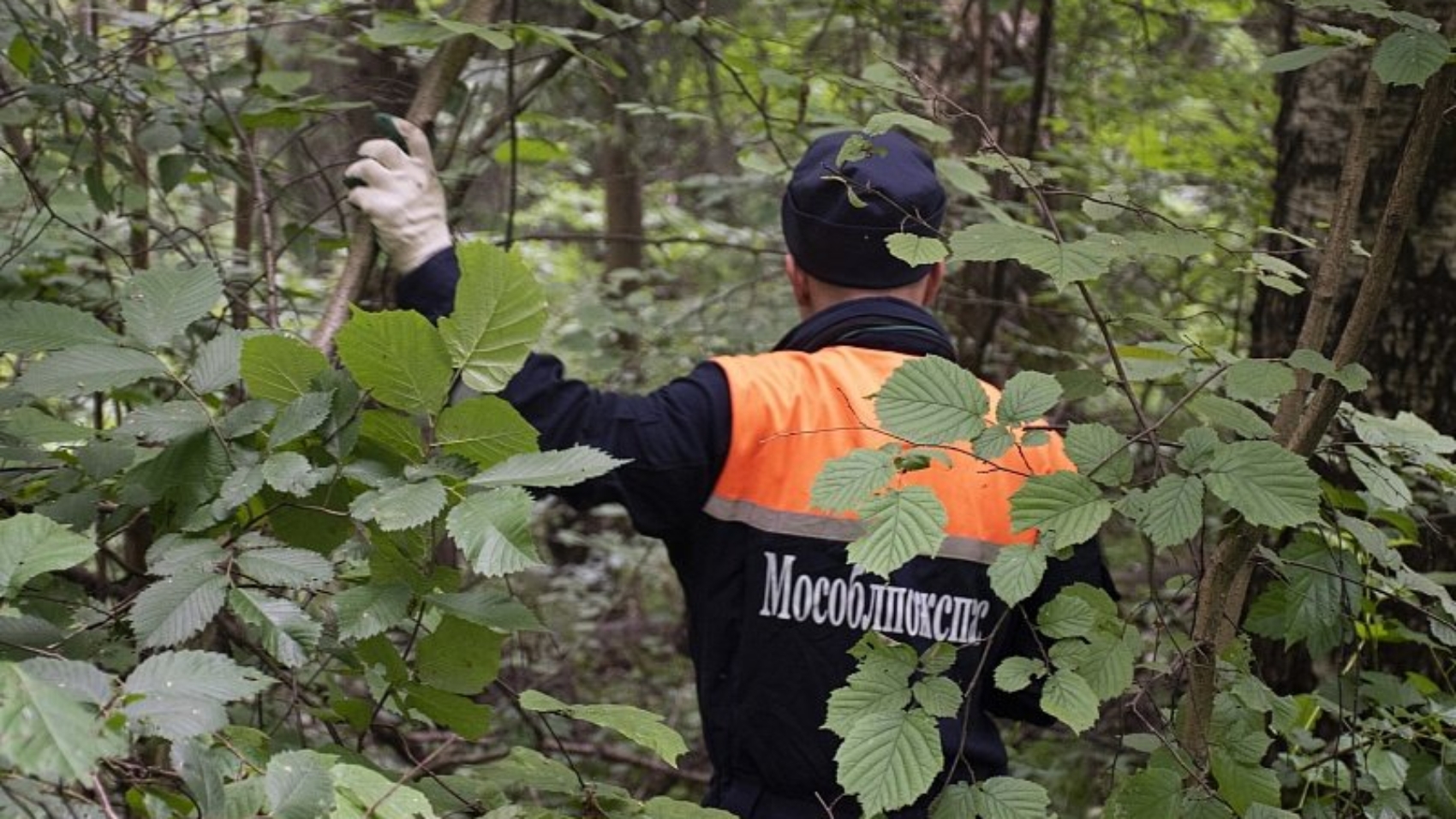 Спасатели напоминают правила безопасности при посещении лесных массивов