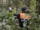 Спасатели напоминают правила безопасности при посещении лесных массивов