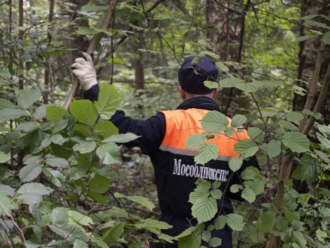 Спасатели напоминают правила безопасности при посещении лесных массивов