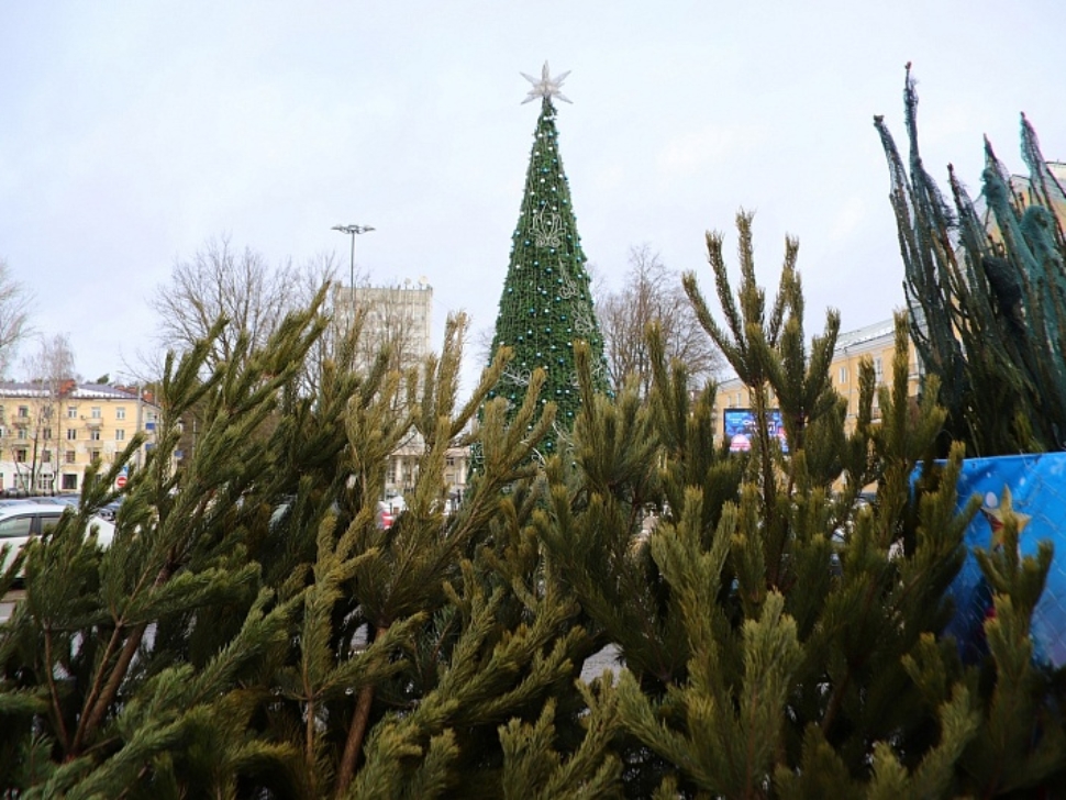 На территории округа начали работать елочные базары На территории округа начали работать елочные базары