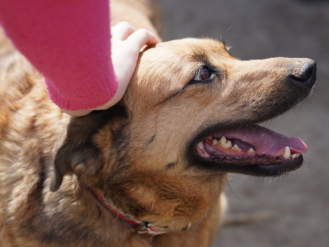 Волонтеры «ВМУ» помогли приюту для животных в Белоозерском
